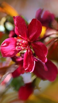 Oryginalny obrazek
