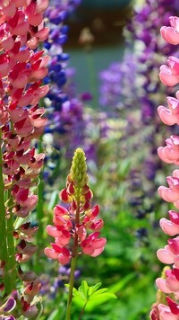 Oryginalny obrazek