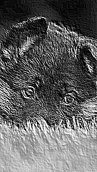 Skamielina