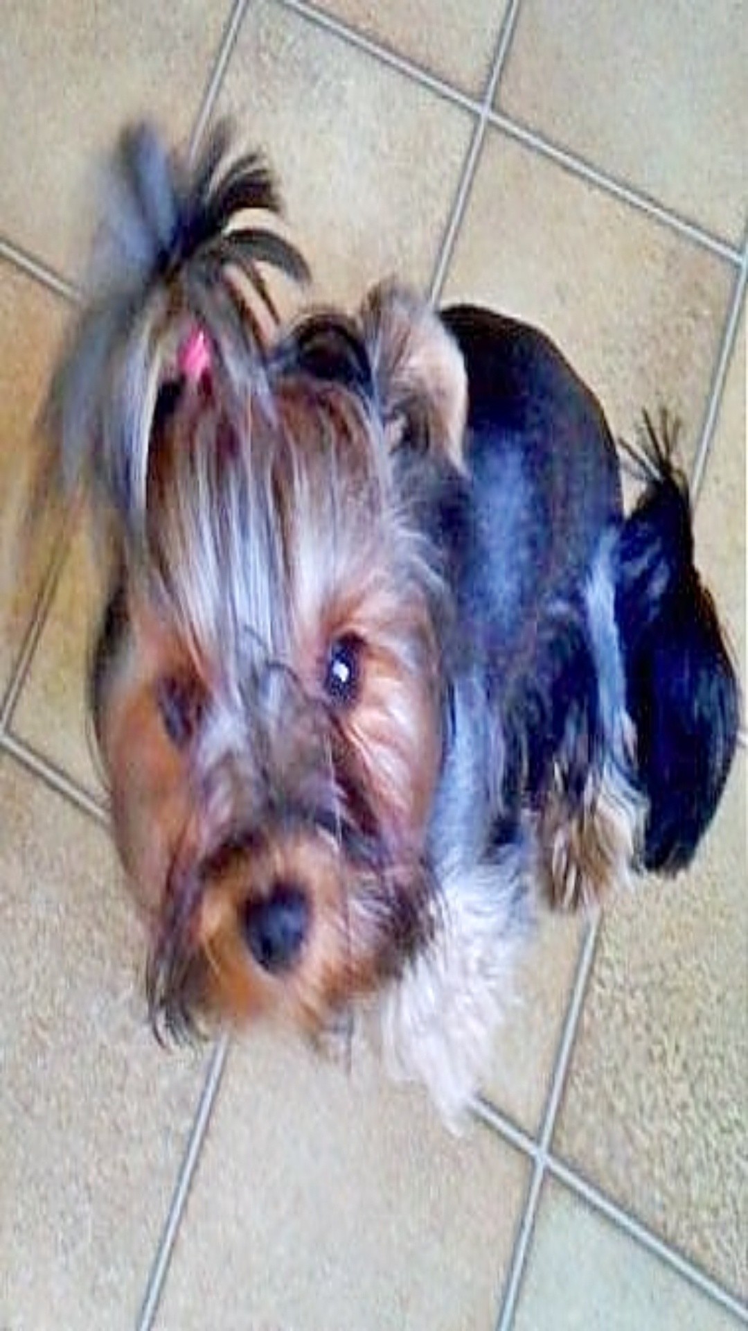 Tapeta