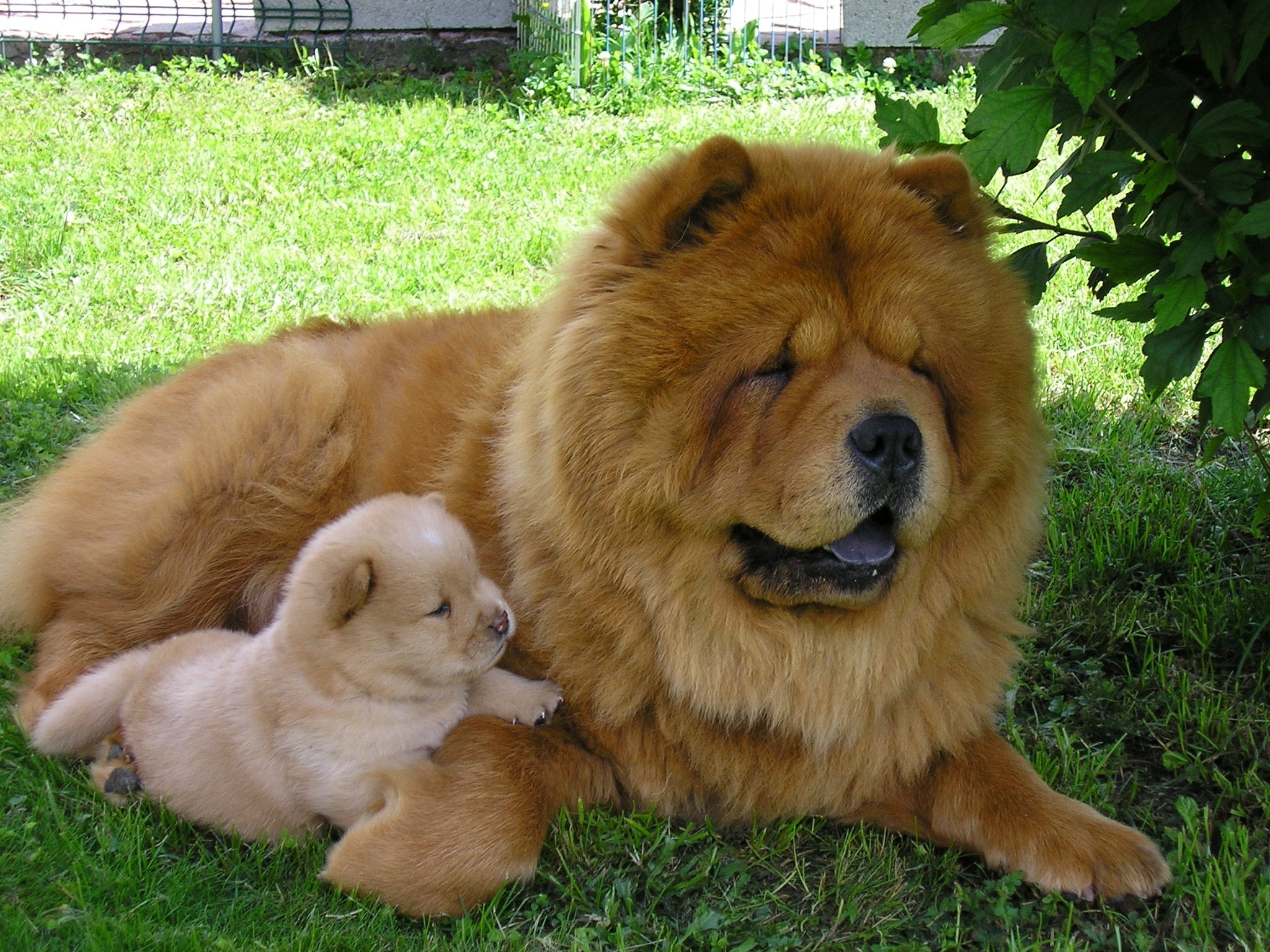 Tapeta
