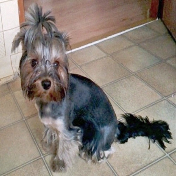 Tapeta