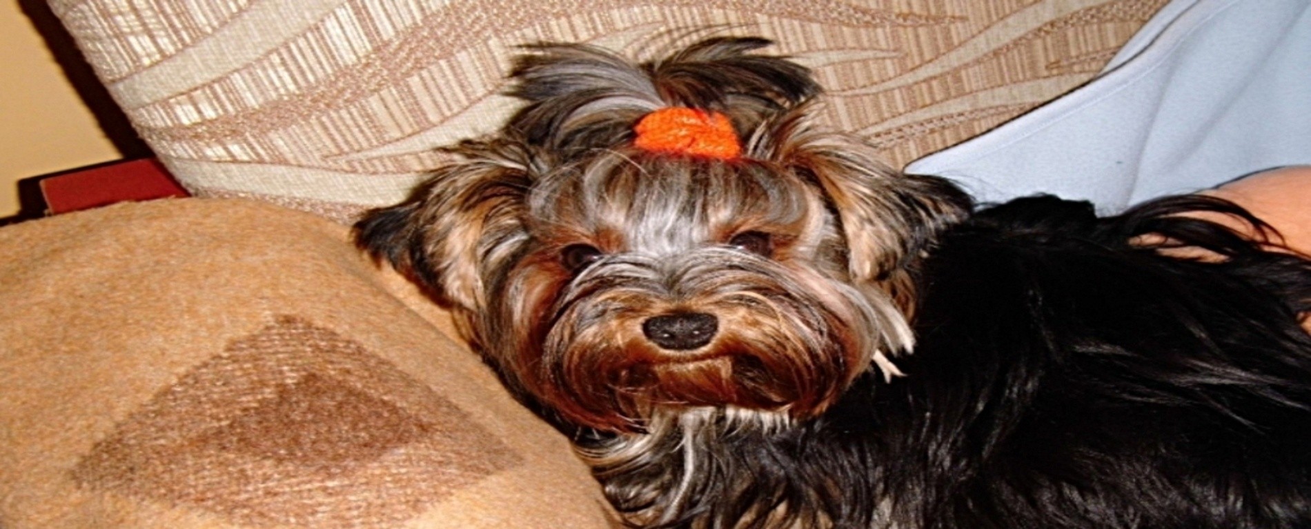 Tapeta