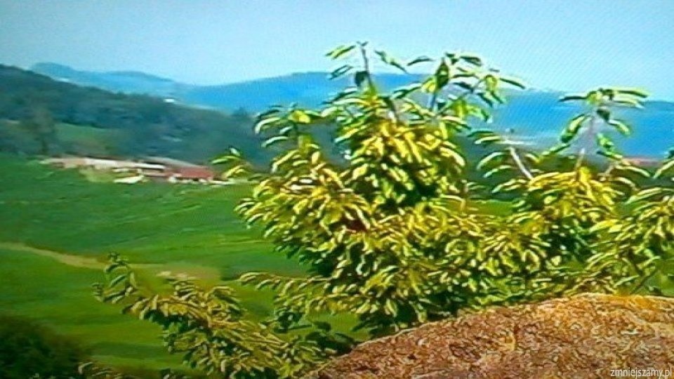 Tapeta