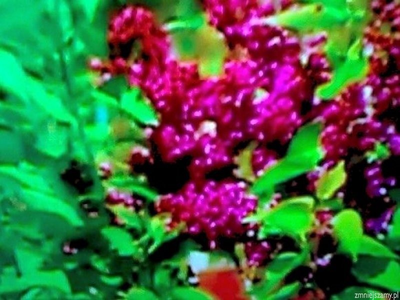 Tapeta