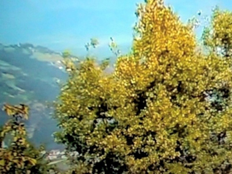 Tapeta