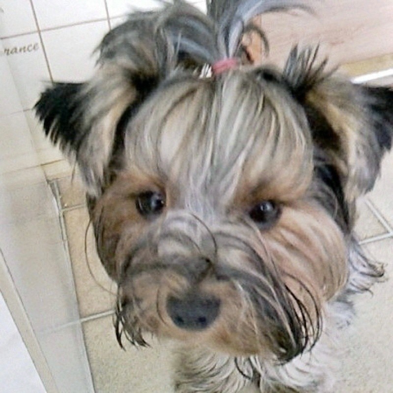 Tapeta