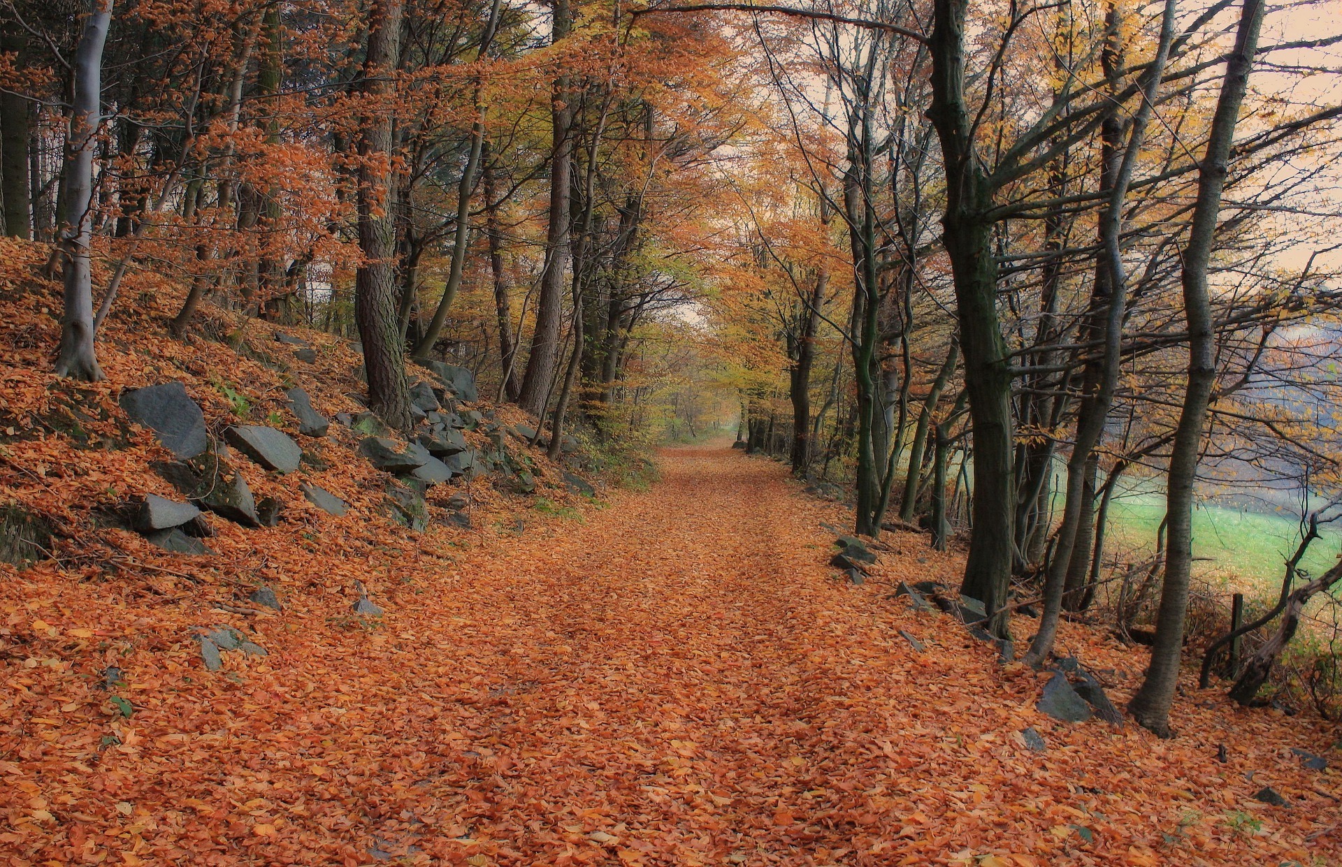 Największa Wilgotność W Lesie Zdjęcie Jesień w lesie
