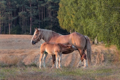 Podgląd