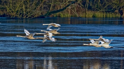 Podgląd
