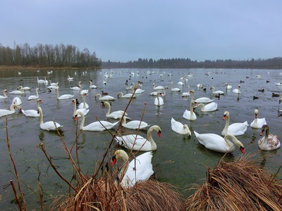 Podgląd