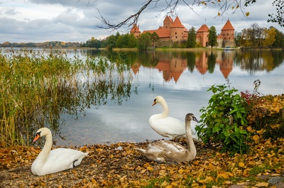 Podgląd