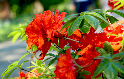 Podgląd