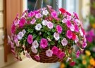 Tapety Petunia ogrodowa