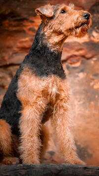 Airedale terrier