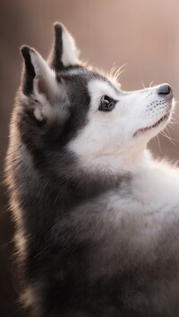 Alaskan klee kai