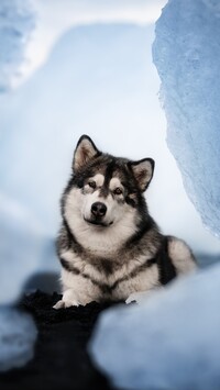 Alaskan malamute