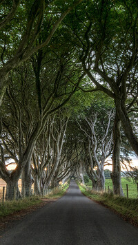 Aleja bukowa Dark Hedges w Irlandii