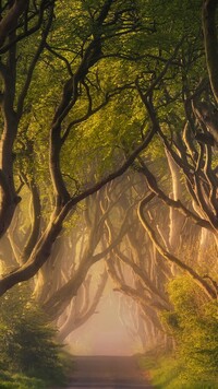 Aleja bukowa Dark Hedges