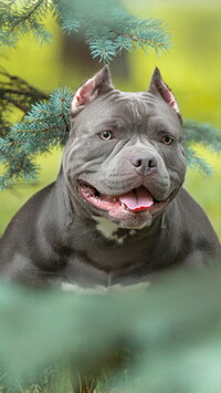 American bully