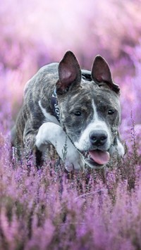 Amstaff