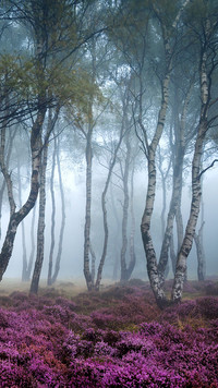 Angielska mgła w lesie