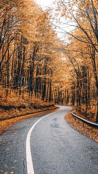 Asfaltowa droga przez jesienny las