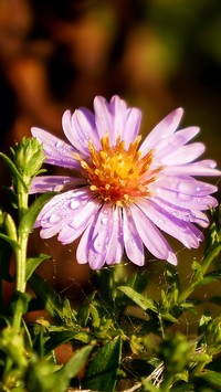 Aster w kroplach rosy