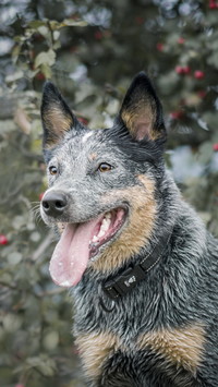 Australian Cattle Dog