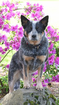 Australian cattle dog na kamieniu