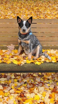 Australian cattle dog na ławce