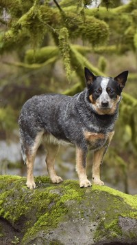 Australian cattle dog na skale obok omszałych drzew