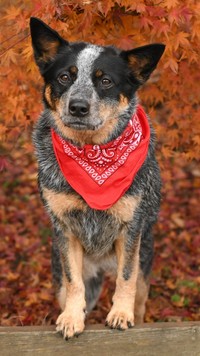 Australian cattle dog w czerwonej chustce