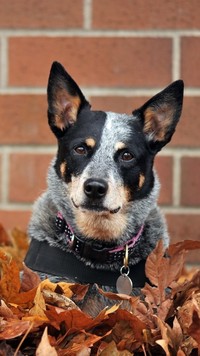 Australian cattle dog w liściach