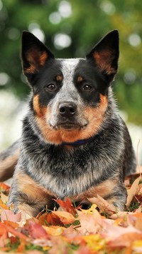 Australian cattle dog w liściach