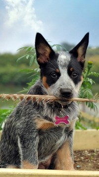 Australian cattle dog z piórem