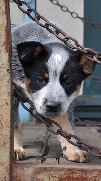 Australian cattle dog zerkający spomiędzy łańcuchów