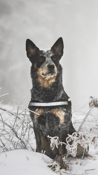 Australian cattle dog zimową porą