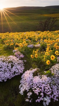 Balsamorhiza i floksy na łące