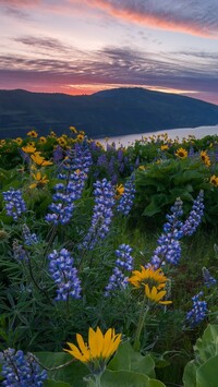 Balsamorhiza i łubin na łące