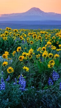 Balsamorhiza i łubin na tle góry Mount Adams