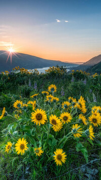 Balsamorhiza na łące