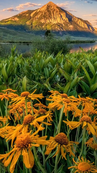 Balsamorhiza na tle rozświetlonej góry