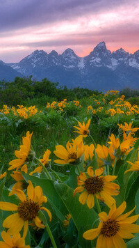 Balsamorhizy i góry Teton Range