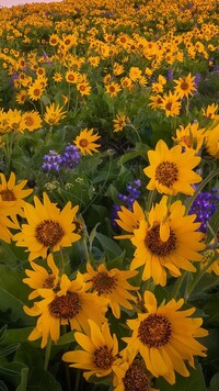 Balsamorhizy i łubin na łące