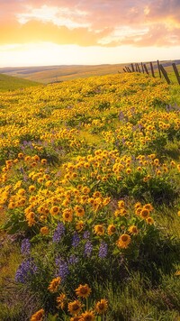 Balsamorhizy na łące