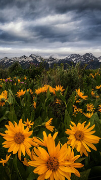 Balsamorhizy w Parku Narodowym Grand Teton