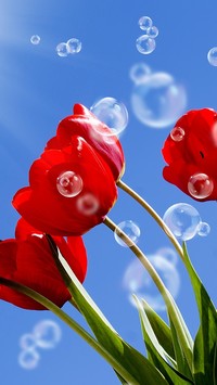 Bańki na niebie i czerwone tulipany