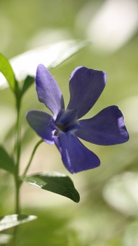 Barwinek polny kwiat niebieski