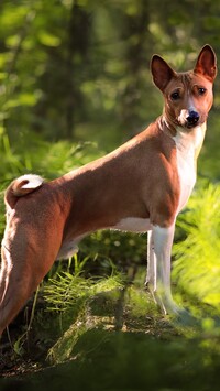 Basenji na kamieniu